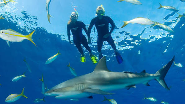 Half-Day Snorkeling Trip